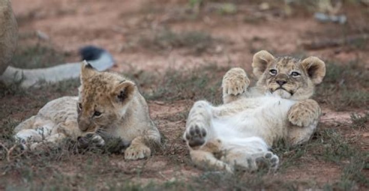 Are baby lions dangerous?