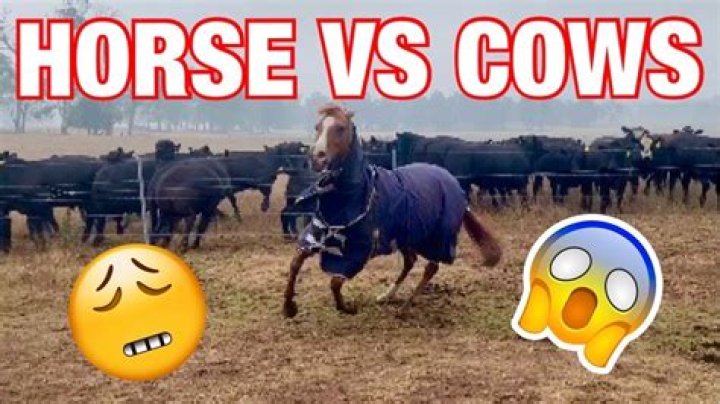 Are horses better than cows?