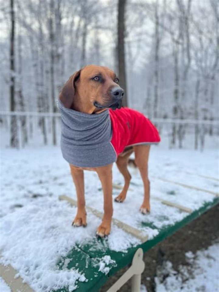 Can Rhodesian Ridgebacks handle cold weather?