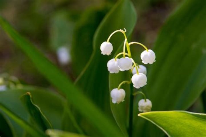 How deadly is Lily of the Valley?