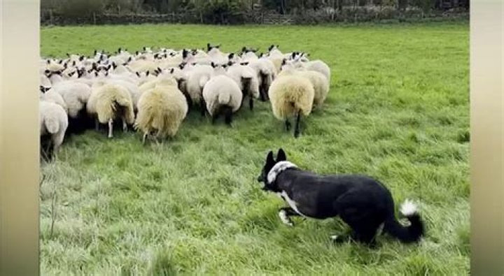 How do I get my dog to stop chasing sheep?
