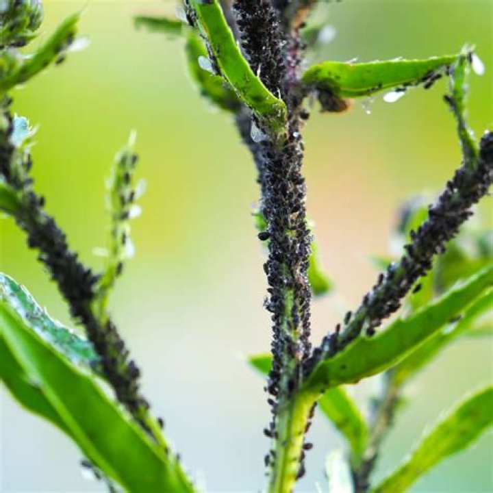 How do you get rid of blackfly on fruit trees?