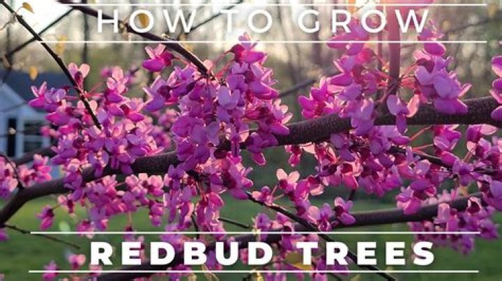 How tall will a redbud tree get?