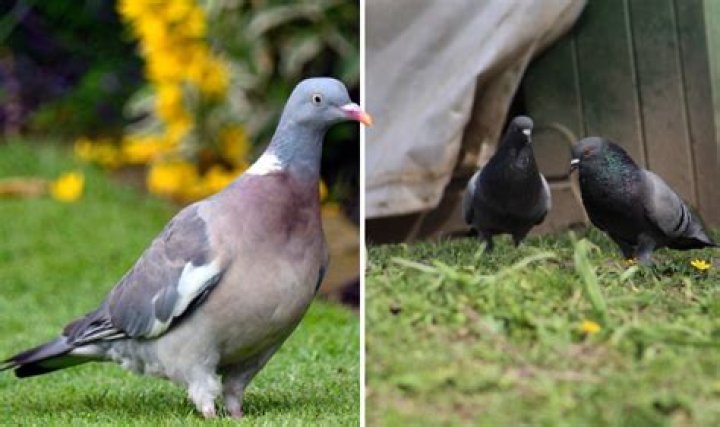 Is it legal to kill a pigeon in UK?