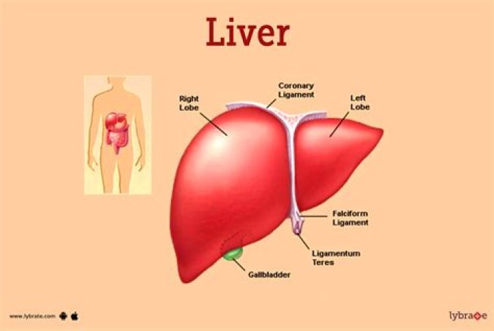 Is liver supposed to be green?