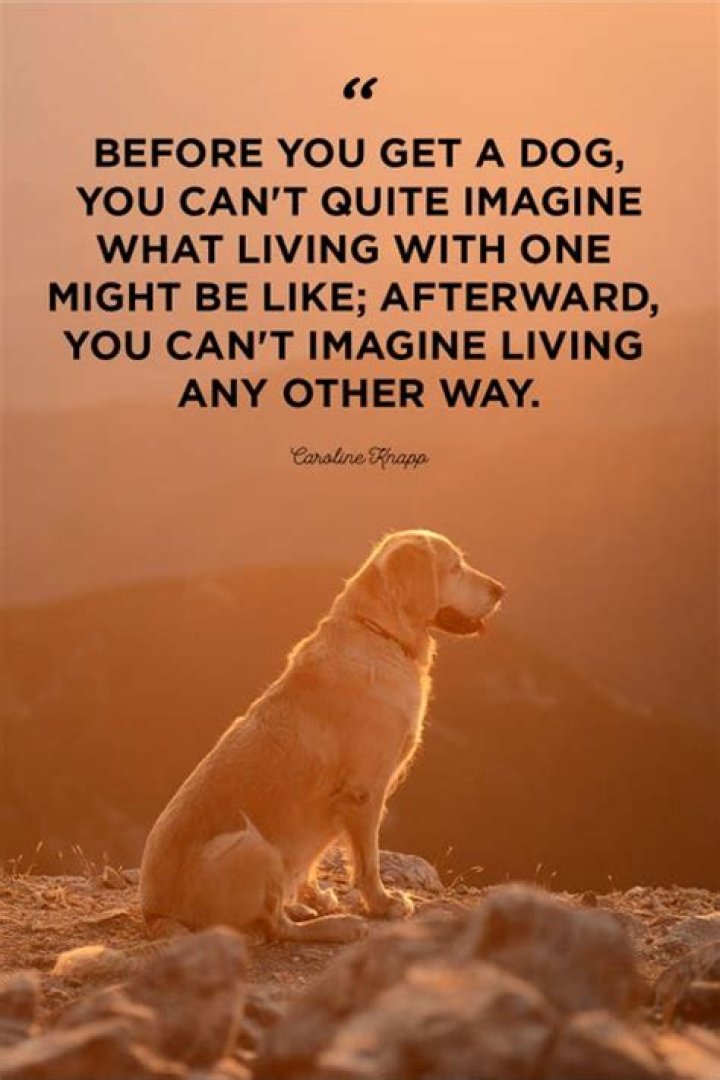 What a dog brings to your life?