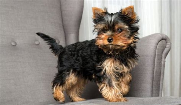 What age is a Yorkie fully grown?