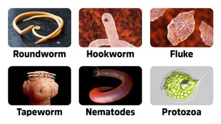 What does a parasite worm look like?
