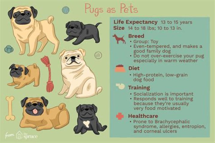 What is pug life?