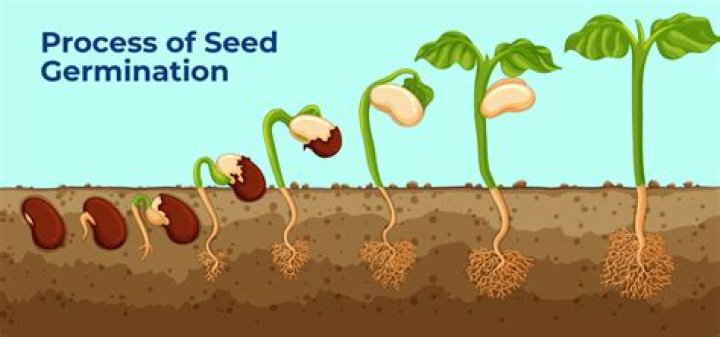 What is seed time?