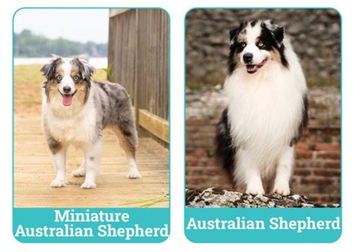 What is the difference between Australian shepherd and mini Australian shepherd?