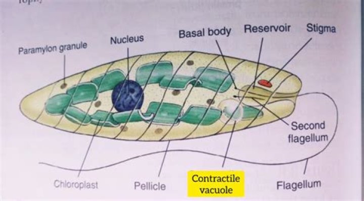 What is the function of the contractile vacuole in protozoa?