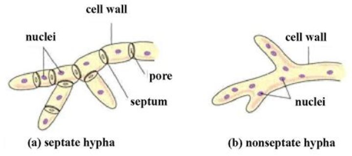 What is the meaning of Aseptate mycelium?