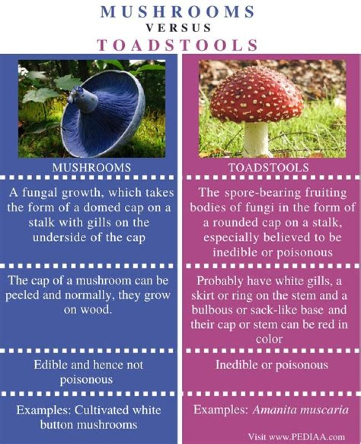 What type of plants are toadstools and mushroom?