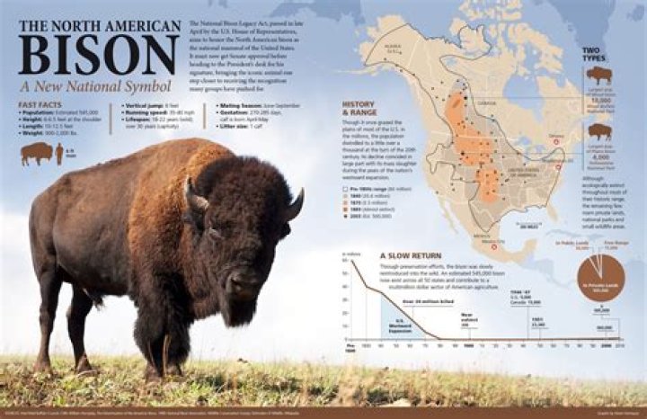 When did wild bison disappear from Minnesota?